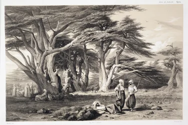 The Cedars of Lebanon